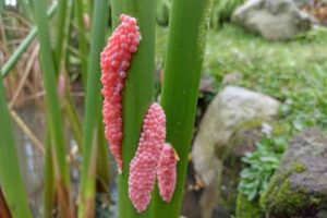 sembra fiore non farti ingannare organismo sciagura naturale